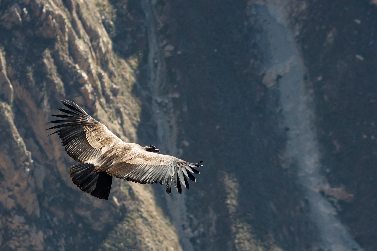 eagle fm Anzi Impactul dezvoltării personale în carieră
