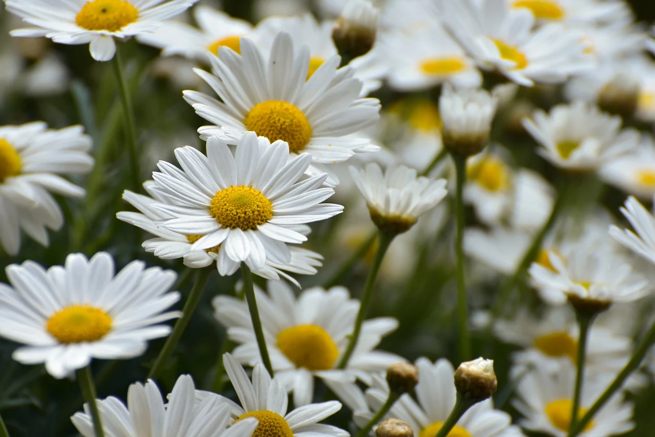 daisies-9547672_1280 O floare pentru fiecare zi a săptămânii