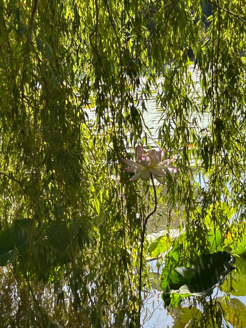 parcul poza Parcul… oază în mijlocul orașului…