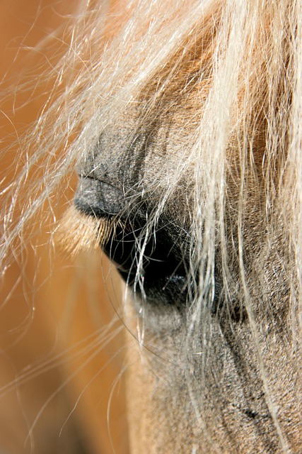 horse-4463341_640 Premise, implicații, concluzii, dorințe, cauze-efecte, pe termen scurt sau lung în mici scenarii cu trăiri intense