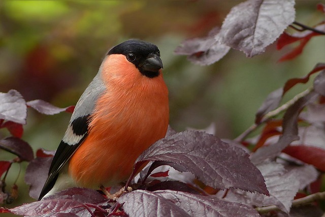 oldiefan-bullfinch-818188_640 Câștigă bătălia cu tine